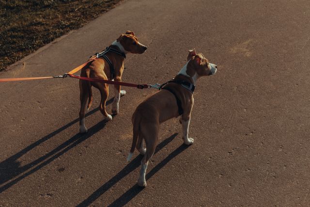 two%20dogs%20on%20leashes two%20dogs%20on%20leashes